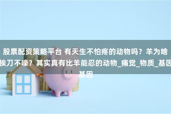 股票配资策略平台 有天生不怕疼的动物吗？羊为啥挨刀不嚎？其实真有比羊能忍的动物_痛觉_物质_基因